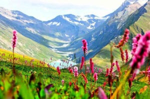 Valley Of Flowers