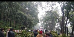 Tree Fallen On The Road :