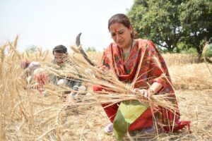 Wheat Harvested In The Field : 