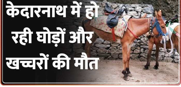 Chardham Yatra 2022