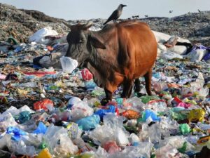 Plastic Ban In Uttarakhand 