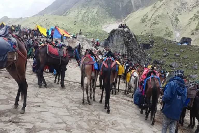 Animals Died In Kedarnath Yatra