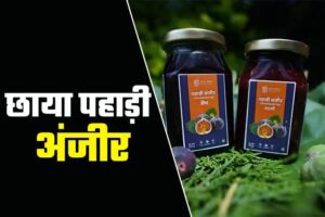 Bedu Fruit Promoted In Pithoragarh 