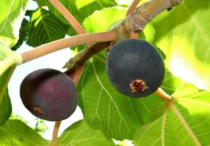 Bedu Fruit Promoted In Pithoragarh