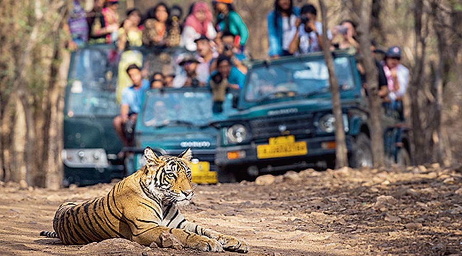 Tourism Scam In Corbett Park