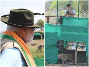 Cheetah In India