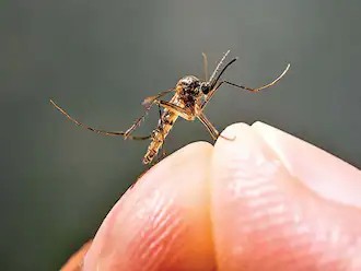 Dengue Cases In Dehradun