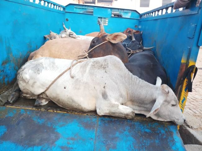 Bjp On Gaukashi Taskar:गौकशी को लेकर कांग्रेस पर हमलवार हुई बीजेपी, गोवंश तस्करी वालों का समर्थन करने का लगाया आरोप